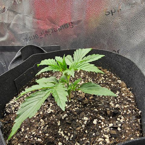 Runtz growlog timeline photo
