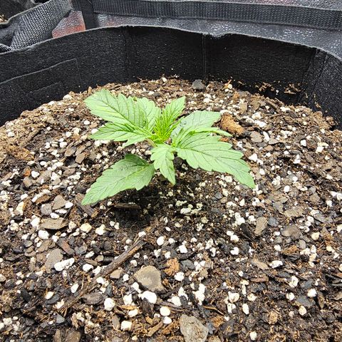 Runtz growlog timeline photo