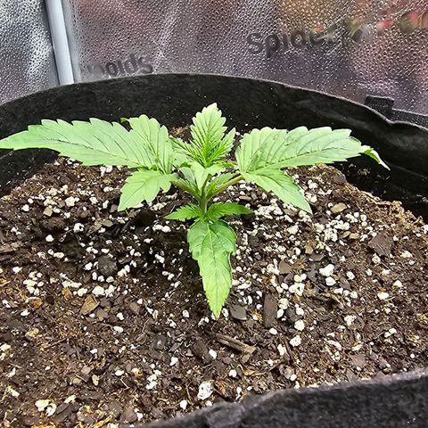 Runtz growlog timeline photo