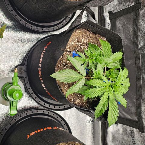Runtz growlog timeline photo