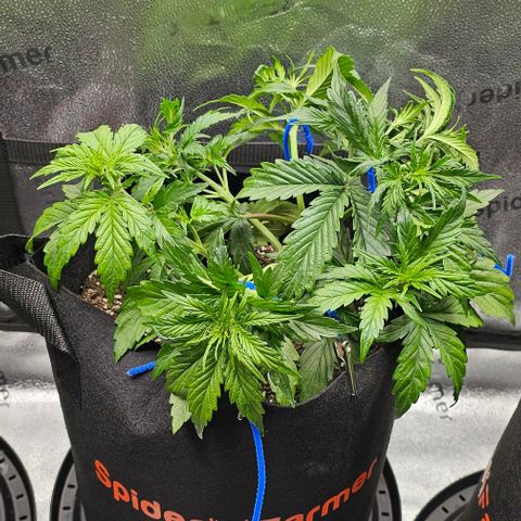 Runtz growlog timeline photo