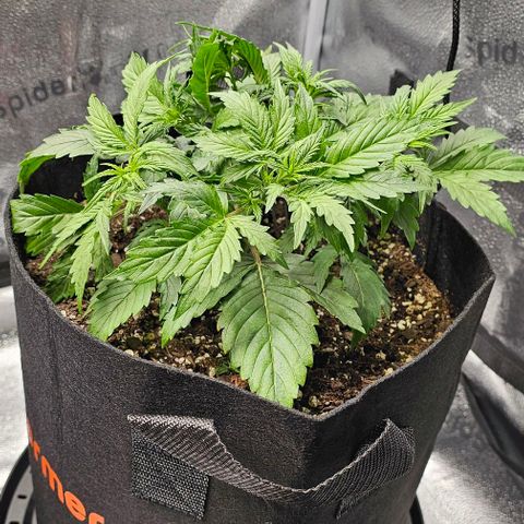 Runtz growlog timeline photo