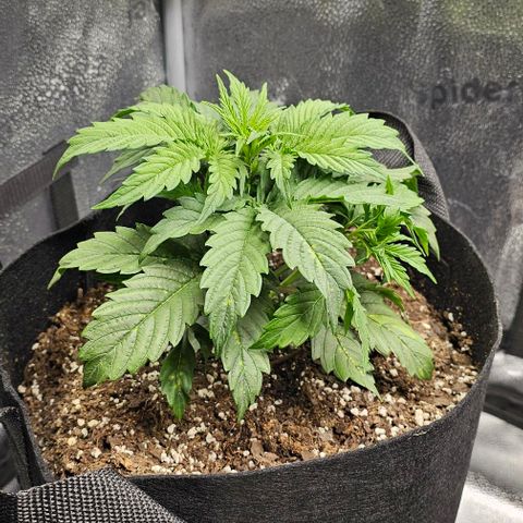 Runtz growlog timeline photo