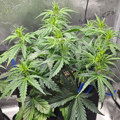 Runtz growlog timeline photo