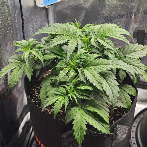 Runtz growlog timeline photo