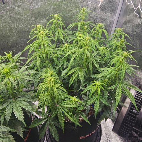 Runtz growlog timeline photo