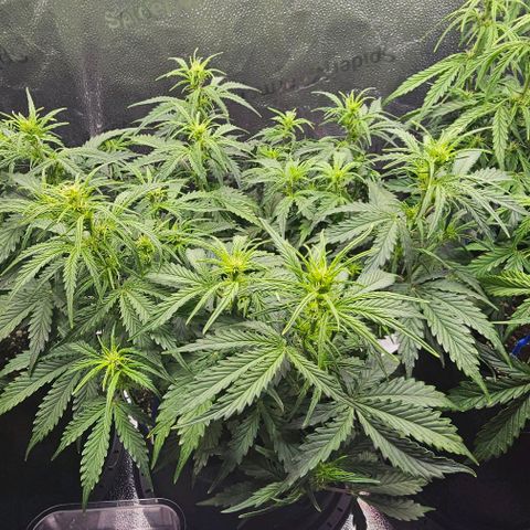 Runtz growlog timeline photo