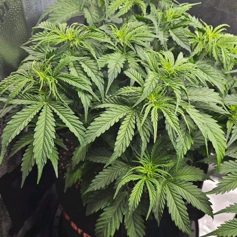 Runtz growlog timeline photo