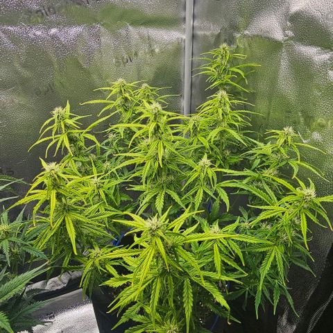 Runtz growlog timeline photo