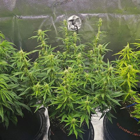 Runtz growlog timeline photo