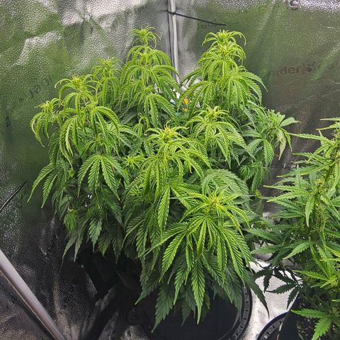 Runtz growlog timeline photo