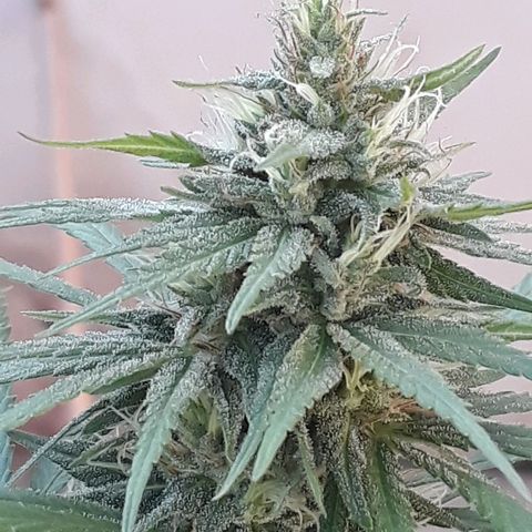 Prenseeds #2 growlog timeline photo