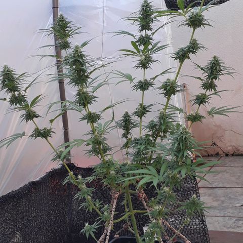 Prenseeds #2 growlog timeline photo