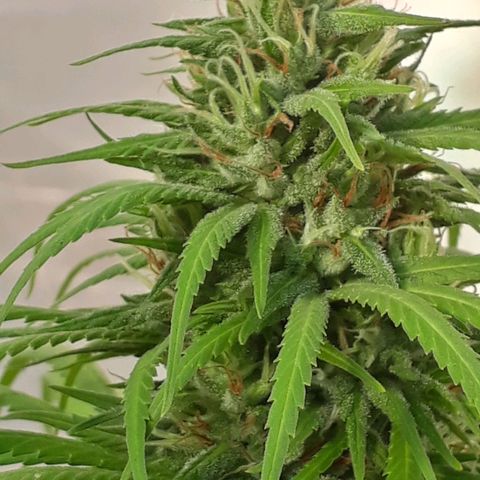 Prenseeds  growlog timeline photo