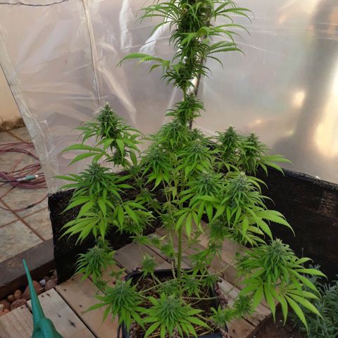 Prenseeds  growlog timeline photo