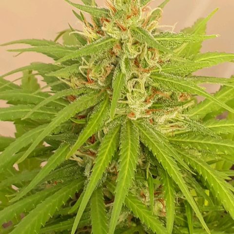 Prenseeds  growlog timeline photo