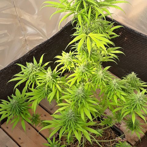 Prenseeds  growlog timeline photo