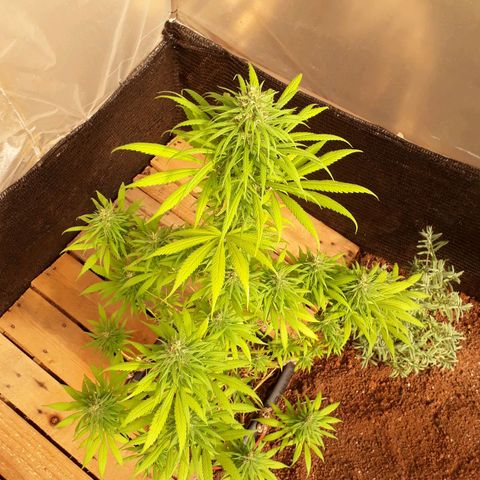 Prenseeds  growlog timeline photo