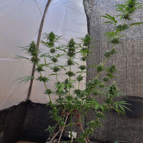 Prenseeds #2 growlog timeline photo