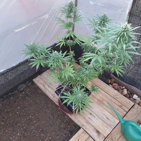 Prenseeds #2 growlog timeline photo
