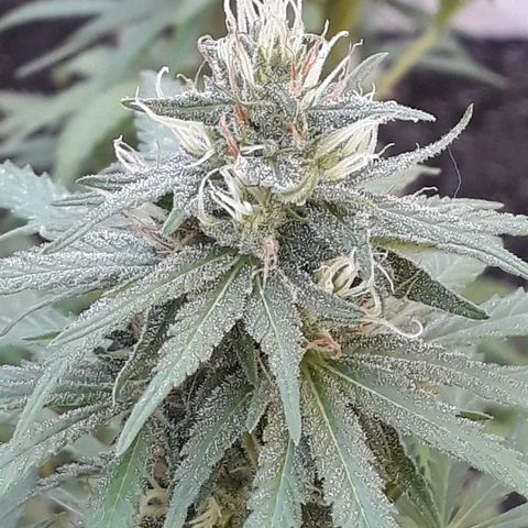 Prenseeds #2 growlog timeline photo
