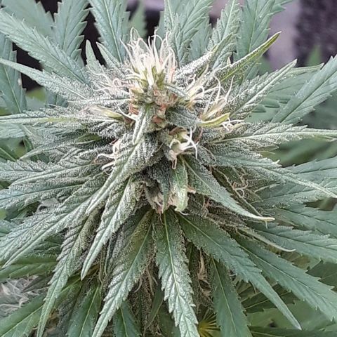 Prenseeds #2 growlog timeline photo