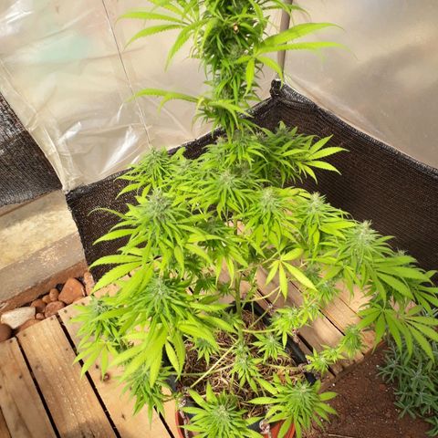 Prenseeds  growlog timeline photo