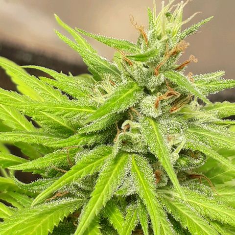 Prenseeds  growlog timeline photo