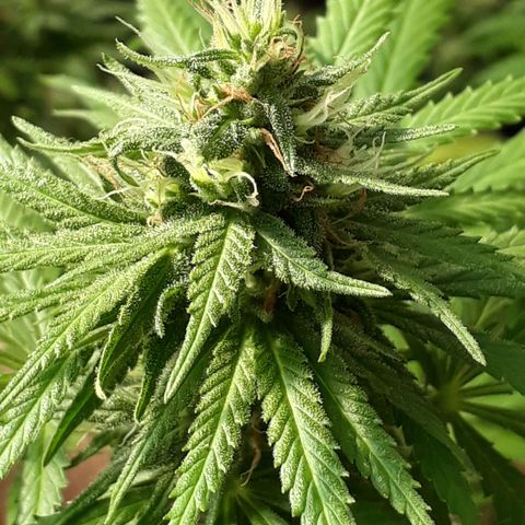 Prenseeds #2 growlog timeline photo