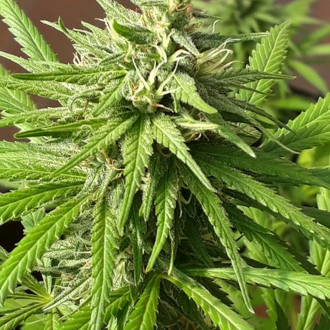 Prenseeds #2 growlog timeline photo