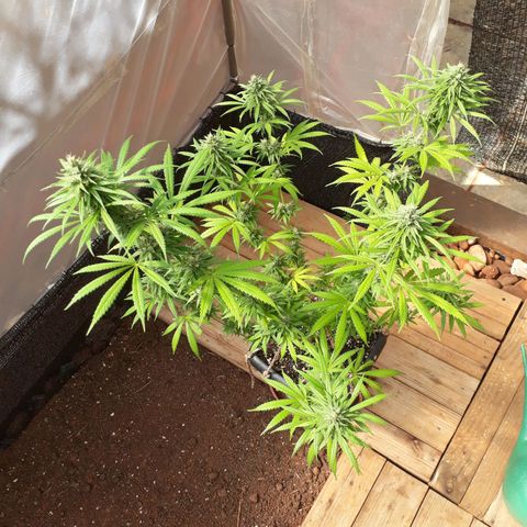Prenseeds #2 growlog timeline photo