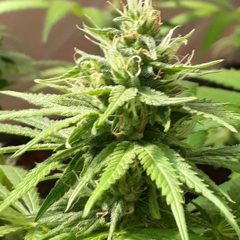 Prenseeds #2 growlog timeline photo
