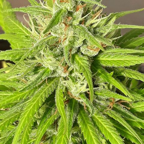 Prenseeds  growlog timeline photo