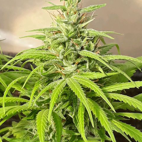 Prenseeds  growlog timeline photo
