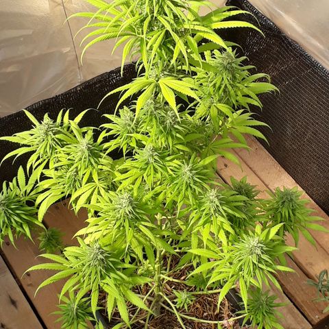 Prenseeds  growlog timeline photo