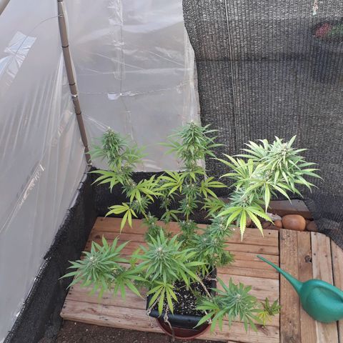 Prenseeds #2 growlog timeline photo