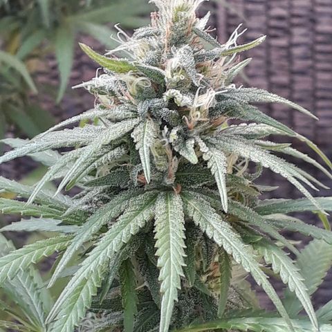 Prenseeds #2 growlog timeline photo