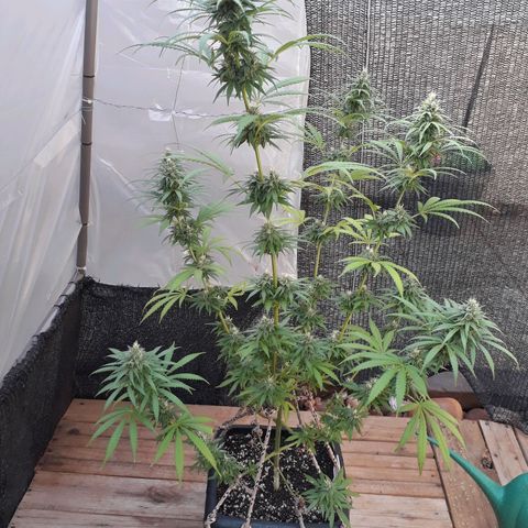 Prenseeds #2 growlog timeline photo