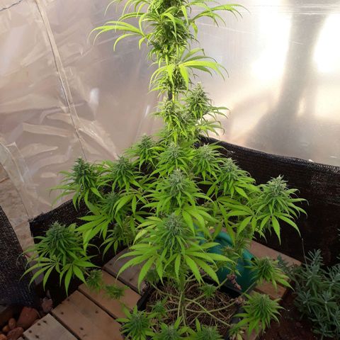 Prenseeds  growlog timeline photo