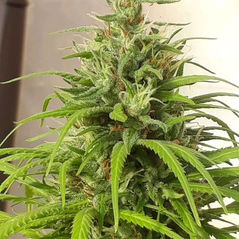 Prenseeds  growlog timeline photo