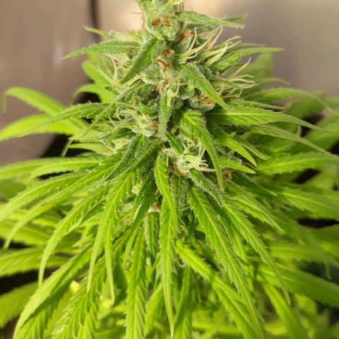 Prenseeds  growlog timeline photo