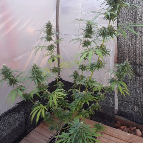Prenseeds #2 growlog timeline photo