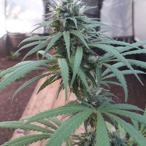 Prenseeds #2 growlog timeline photo