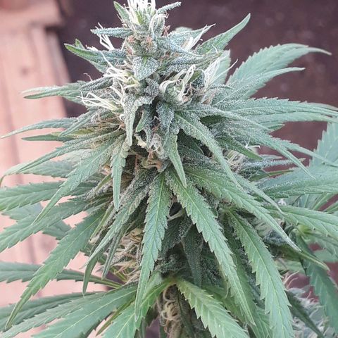 Prenseeds #2 growlog timeline photo