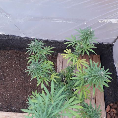 Prenseeds #2 growlog timeline photo
