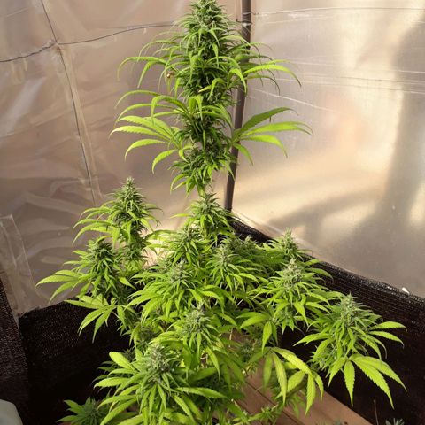 Prenseeds  growlog timeline photo