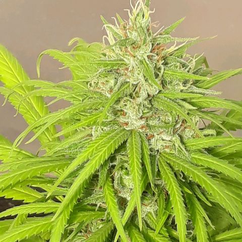 Prenseeds  growlog timeline photo