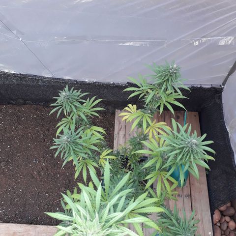 Prenseeds #2 growlog timeline photo