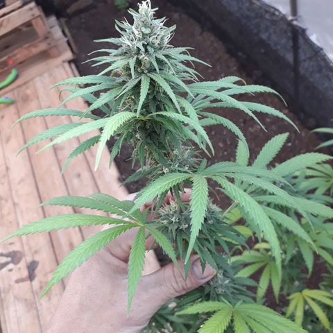 Prenseeds #2 growlog timeline photo