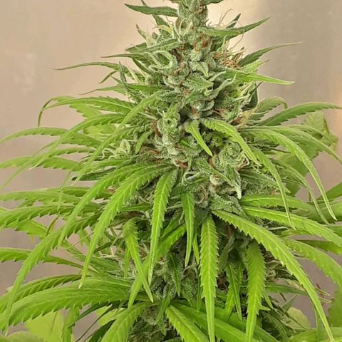 Prenseeds  growlog timeline photo